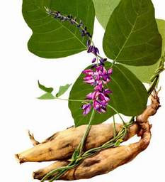Vết thương chảy nhiều máu: Dùng lá sắn dây tươi giã nát, đắp vào vết thương. Vết thương chảy nhiều máu: Dùng lá sắn dây tươi giã nát, đắp vào vết thương.
