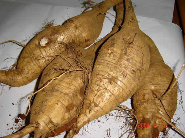Theo Đông y, củ sắn dây có vị ngọt, mát, tính bình, đi vào kinh tỳ, vị, phế, bàng quang, có tác dụng thanh nhiệt, sinh tân dịch, trừ phiền nhiệt, thông đại tiểu tiện, làm ra mồ hôi, giải độc. Thường dùng trong các trường hợp tiêu khát (đái tháo đường), cơ thể nóng nực, ngực bụng nóng bức muốn phát cuồng, nôn mửa, lỵ ra máu, tiểu trường không thông lợi và ngộ độc rượu. Theo Đông y, củ sắn dây có vị ngọt, mát, tính bình, đi vào kinh tỳ, vị, phế, bàng quang, có tác dụng thanh nhiệt, sinh tân dịch, trừ phiền nhiệt, thông đại tiểu tiện, làm ra mồ hôi, giải độc. Thường dùng trong các trường hợp tiêu khát (đái tháo đường), cơ thể nóng nực, ngực bụng nóng bức muốn phát cuồng, nôn mửa, lỵ ra máu, tiểu trường không thông lợi và ngộ độc rượu.