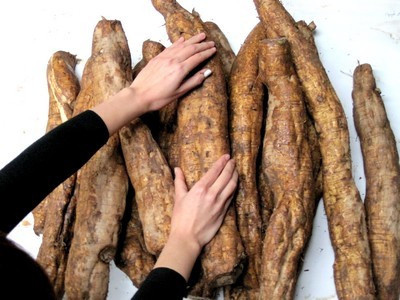 Viêm họng, viêm thanh quản cấp tính: Dùng dây sắn đốt chưa cháy hoàn toàn rồi đem tán bột, uống với nước. Viêm họng, viêm thanh quản cấp tính: Dùng dây sắn đốt chưa cháy hoàn toàn rồi đem tán bột, uống với nước.