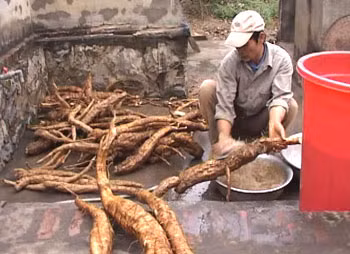 Giải rượu: Cho uống nước vắt từ củ sắn dây (đã gọt vỏ và rửa sạch), thêm ít muối. Hoặc dùng bột sắn dây khuấy với nước sôi, thêm ít muối để ăn.