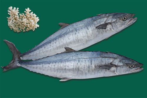 Ngoài món ăn ngon, có nhiều dinh dưỡng ra, cá thu còn có công dụng chữa nhiều bệnh. Bởi vậy, quê tôi có câu ca: "Cha mẹ nghèo đòi ăn cá thu / Gã con xuống biển mù mù, tăm tăm”. Xem thêm: Top 10 thực phẩm cho răng khỏe đẹp Ngoài món ăn ngon, có nhiều dinh dưỡng ra, cá thu còn có công dụng chữa nhiều bệnh. Bởi vậy, quê tôi có câu ca: "Cha mẹ nghèo đòi ăn cá thu / Gã con xuống biển mù mù, tăm tăm”. Xem thêm: Top 10 thực phẩm cho răng khỏe đẹp