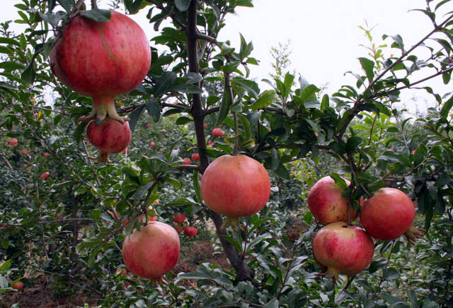 Các nhà nghiên cứu đã đo khả năng chống oxy hóa của nước ép quả lựu cao trên ba lần so với rượu vang đỏ hoặc trà xanh, và nếu tiêu thụ nước ép quả lựu thường xuyên có thể làm giảm cholesterol, giảm mảng bám động mạch (một yếu tố nguy cơ cho bệnh tim), và tăng lưu lượng máu đến tim. Xem thêm:Điểm danh một số "thần dược" chống say nắng mùa hè