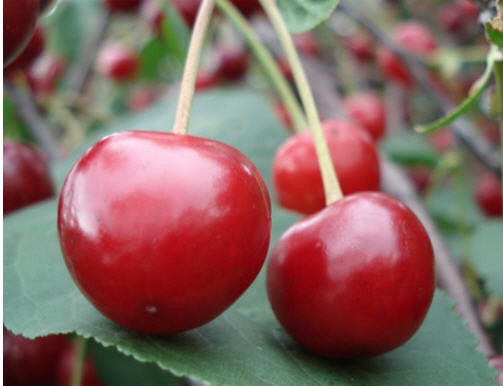 Quả anh đào: Chính xác món bạn cần là nước ép quả anh đào vì nó chứa hàm lượng cao chất chống oxy hóa và các hợp chất chống viêm tăng cường sự phục hồi của bạn. Quả anh đào: Chính xác món bạn cần là nước ép quả anh đào vì nó chứa hàm lượng cao chất chống oxy hóa và các hợp chất chống viêm tăng cường sự phục hồi của bạn.