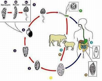 Đường lây nhiễm bệnh sán lá gan. Đường lây nhiễm bệnh sán lá gan.