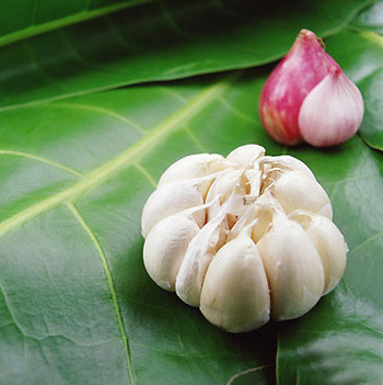 Gần đây, người ta phát hiện thêm là tỏi có khả năng lọc chất độc trong cơ thể nên rất có ích cho sự tuần hoàn và tăng cường quá trình trao đổi chất. Tỏi dùng được cho nhiều món ăn như xào chung với hành, dầu ôliu và rau xanh, làm nước xốt và dùng làm gia vị ướp các loại cá, thịt.