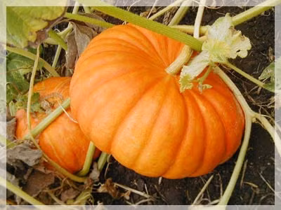 Bí ngô: Trong quả bí ngô có chứa nhiều chất beta-carotene, thành phần giúp bảo vệ sức khỏe của da. Beta-carotene chuyển hóa thành vitamin A- chất cần thiết cho sự phục hồi và phát triển của các mô da. Ttheo đông y thì bí ngô còn giúp hạ nhiệt và chống say nắng tốt. Xem thêm: 8 loại thực phẩm bổ dưỡng ngăn ngừa bệnh tật