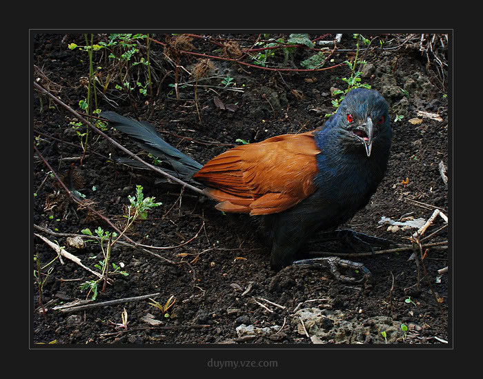 Bẩm sinh bìm bịp không biết giử nhà mà khả năng này có được là do con người luyện tập dựa trên hai yếu tố cơ bản: tập tính bảo vệ lãnh thổ và phản xạ có điều kiện.