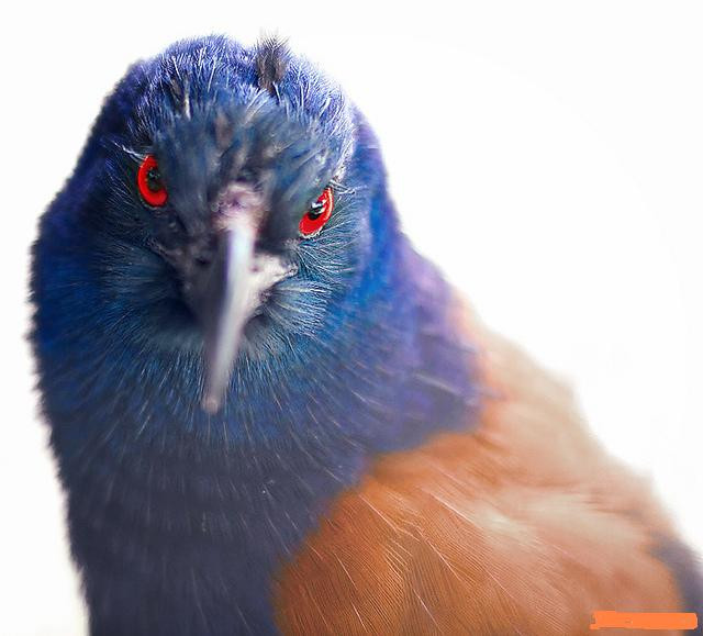 Tập tính bảo vệ lãnh thổ: Khi chim sắp trưởng thành, bạn không nên nhốt lồng mà thả tự do trong phạm vi vườn nhà. Điều này có ý nghĩa khoanh vùng lãnh thổ - Nếu ai xâm lấn chúng sẵn sàng tấn công theo bản năng bảo vệ lãnh thổ.