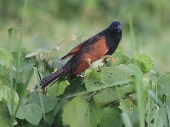 Một số ít không sợ “ mùi” này thì bìm bịp đã biết và giết chết trước khi đưa về tổ. Như vậy, bìm bịp dự trữ lương thực ở tổ là những loài rắn mà chúng biết chắc sẽ không hại đến con mình. Khả năng diệu kỳ này của bìm bịp chính là kết quả của quá trình chọn lọc tự nhiên.