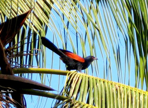 Bìm bịp là loại chim ăn thịt, chúng thích ăn mồi sống và nhất là rắn. Chim con có nhu cầu thức ăn ngày một nhiều, thời gian ở tổ lại khá lâu nên bố mẹ biết dự trữ thức ăn bằng cách bắt rắn về” giam lỏng”.
