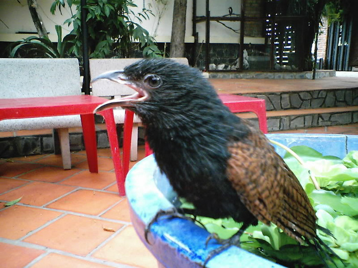 Mùa sinh sản của bìm bịp kéo dài 5 tháng. Những cặp ở bưng biền thường đẻ sớm hơn chim ở đất gò. Mỗi năm bìm bịp đẻ 2 – 3 lứa, thường 1 -2 lứa. Mỗi lứa đẻ từ 2 – 4 trứng thường nở 2 – 3 con. Tổ được lót trong bụi rậm cách mặt đất chừng 1 – 2 m bằng cỏ và lá cây, giống tổ chuột đồng.