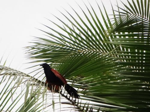 Bìm bịp không biết nói nhưng kêu rất to, tính khí lại hung dữ nên có thể nuôi để giữ nhà. Người nuôi muốn thành công, thứ nhất phải nuôi từ chim con và thả tự do như bồ câu, thứ hai phải có thời gian luyện tập.