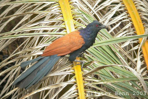 Ở tuổi trưởng thành, chim trống thường nhỏ hơn chim mái( 8/10). Từ chót mỏ đến chót đuôi dài 35 – 38cm. Mỏ cong dài 3,5cm. Lúc xếp lại cánh dài 16 – 18cm. Đuôi dài 18 – 20cm. Nhìn bên ngoài thân dày 8 – 9cm. Bàn chân bốn ngón sắp xếp đặc trưng cho một số loài chim chuyên ăn rắn, phía trước và sau đối xứng nhau, một cặp ngắn, một cặp dài.