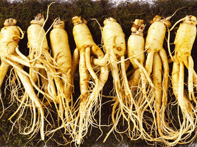 Không những thế nhân sâm còn là loại thảo dược ảnh hưởng đến tác dụng của Coumadin. Ngoài ra nó càng làm chảy máu khi dùng các thuốc heparin, aspirin, thuốc chống viêm giảm đau không steroid (NSAID) như ibuprofen, naproxen và ketoprofen. Kết hợp nhân sâm với IMAO (như nardil,parnate..) có thể gây ra đau đầu, rối loạn giấc ngủ, lo lắng và hưng cảm. Không những thế nhân sâm còn là loại thảo dược ảnh hưởng đến tác dụng của Coumadin. Ngoài ra nó càng làm chảy máu khi dùng các thuốc heparin, aspirin, thuốc chống viêm giảm đau không steroid (NSAID) như ibuprofen, naproxen và ketoprofen. Kết hợp nhân sâm với IMAO (như nardil,parnate..) có thể gây ra đau đầu, rối loạn giấc ngủ, lo lắng và hưng cảm.