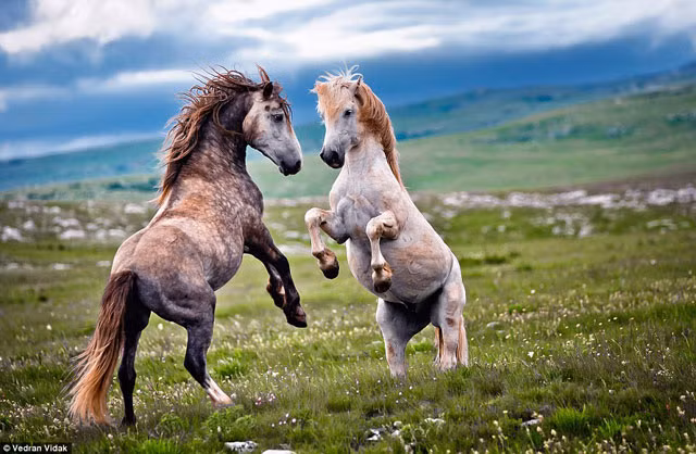 Sau khi thăm dò xong trận "huyết chiến" bắt đầu diễn ra.