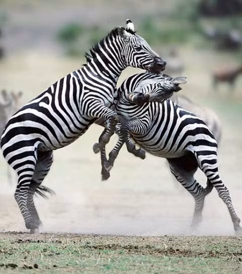 ... nhưng không phải vì thế mà trận "tranh hùng" của loài ngựa vằn mất đi sự kịch tính và hấp dẫn.