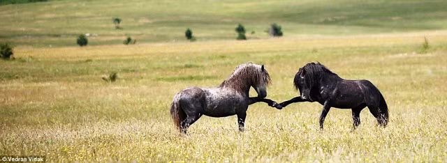 Trước khi vào trận giao đấu các chú ngựa rất tôn trọng đối thủ bằng cách "bắt tay" nhau.