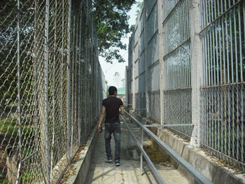 Trại nuôi nhốt hổ và các động vật nhập từ châu Phi tại khu du lịch sinh thái Trại Bò Trại nuôi nhốt hổ và các động vật nhập từ châu Phi tại khu du lịch sinh thái Trại Bò