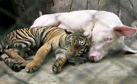 Lợn và hổ chung chuồng cũng chẳng sao.