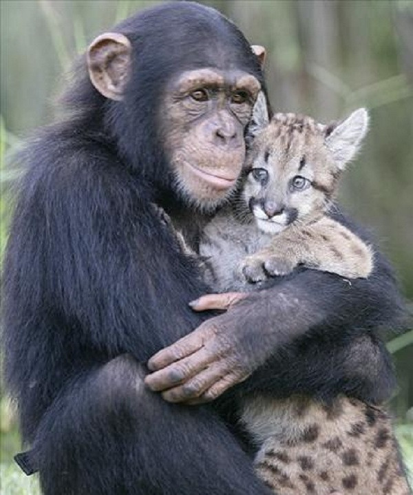 Con tinh tinh này đang chăm sóc chú báo con rất cẩn thận.