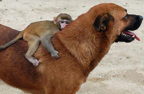 Chú chó cõng khỉ đi chơi.
