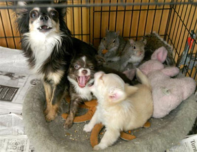 Con chó cái này ngoài nhiệm vụ nuôi hai đứa con của mình, thì còn đảm đương nhiệm vụ nuôi ba đứa con khác loài.