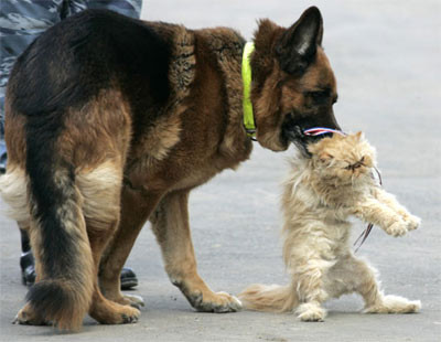 Chó đặc nhiệm cứu mèo bị nạn.