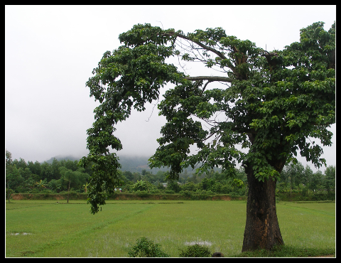 Cây dông đầu xóm. Cây dông đầu xóm.