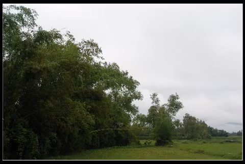 Hàng tre xanh rì, nét quê tôi Hàng tre xanh rì, nét quê tôi