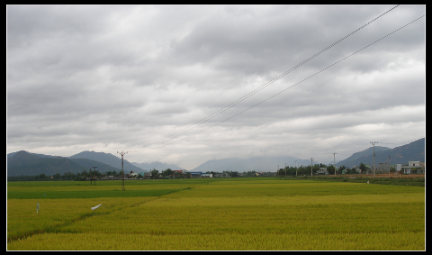 Đồng lúa chín vàng Đồng lúa chín vàng