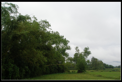 Hàng tre xanh rì, nét quê tôi Hàng tre xanh rì, nét quê tôi