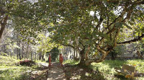 Cầu Kiều cô đơn. Cầu Kiều cô đơn.