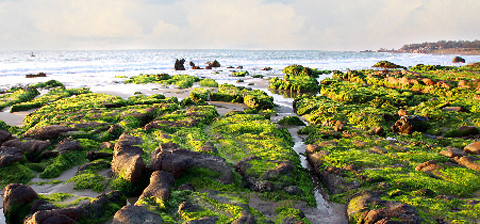 Rêu phong phủ đầy.