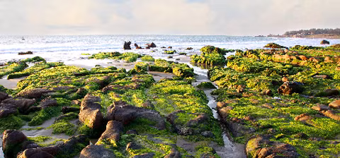 Rêu phong phủ đầy.