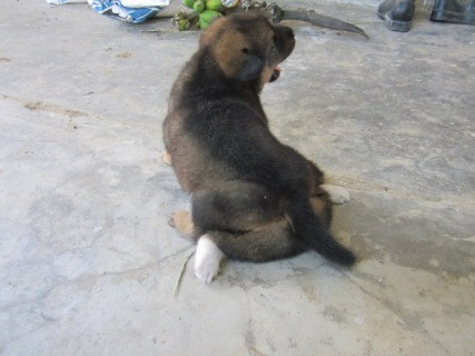 Hiện chú chó vẫn ăn uống và phát triển bình thường Hiện chú chó vẫn ăn uống và phát triển bình thường