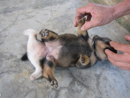 Con chó cái đặc biệt này có tới 6 chân và 2 bộ phận sinh dục Con chó cái đặc biệt này có tới 6 chân và 2 bộ phận sinh dục