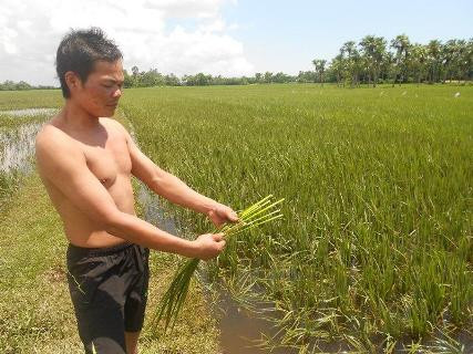 Anh Hai xót xa trước ruộng lúa bị thối do ngâm lâu ngày trong nước Anh Hai xót xa trước ruộng lúa bị thối do ngâm lâu ngày trong nước