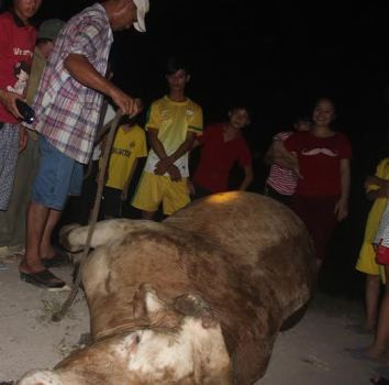 Trước lúc bị bắn thuốc mê con bò điên đã húc làm ít nhất 6 người bị thương (ảnh Phương Nam) Trước lúc bị bắn thuốc mê con bò điên đã húc làm ít nhất 6 người bị thương (ảnh Phương Nam)