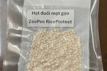 Nhóm sinh viên Bách khoa chế thuốc trừ sâu sinh học đuổi mọt gạo