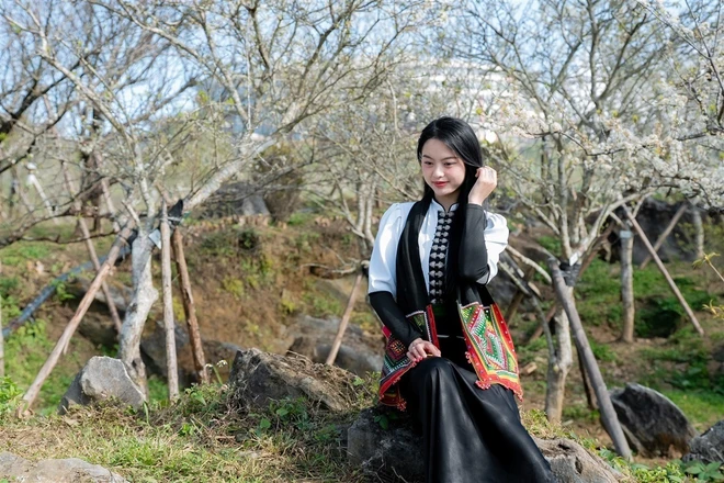 Giới trẻ "rần rần" check-in cây mận cổ thụ trắng muốt đẹp như phim tại Sun World Fansipan Legend