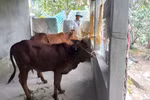 Nhận hỗ trợ từ Chương trình giảm nghèo, hộ khó khăn ở xã Đan Điền sử dụng hiệu quả ra sao?