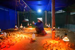 Trường đại học đánh giá ngành Thú y có cơ hội việc làm rộng mở nhưng “cung” chưa đủ “cầu”