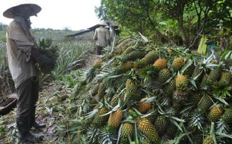 Ông Võ Văn Quyền, Vụ trưởng Vụ Thị trường trong nước (Bộ Công Thương), thừa nhận thời gian qua, những thương nhân có mặt ở Việt Nam thu mua nông sản chủ yếu theo hình thức du lịch, đây là hoạt động mua bán trái phép. Bên cạnh đó, thương lái nước ngoài đã lợi dụng mặt nhận thức còn yếu của người nông dân, vốn không quen ký hợp đồng, hóa đơn chứng từ mà thường giao dịch bằng miệng. Họ còn dùng thủ thuật về kiểm tra chất lượng để dìm giá rồi xù nợ...