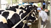 Nếu làm tốt, chương trình sữa học đường tại Hà Nội có thể kích thích ngành chăn nuôi bò sữa thủ đô phát triển. Ảnh minh họa: Báo Hà Nội Mới.