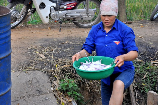 Chuột được làm thịt ngay sau khi mang về nhà: “Chúng tôi cứ bắt được bao nhiêu, về tới nhà là có người gọi điện hỏi mua ngay. Nhiều lúc người nhà cũng chẳng còn mà ăn vì chót hứa với người ta từ trước” – Anh Sơn nói.