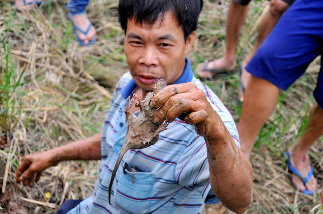 “Đối với mỗi người dân Canh Nậu việc bắt chuột là một niềm vui” – Anh Nguyễn Đức Thanh, xã Canh Nậu chia sẻ.