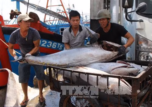 (Ảnh minh họa: TTXVN) (Ảnh minh họa: TTXVN)