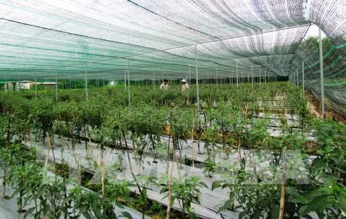 Sửa một số quy định về điều kiện đầu tư, kinh doanh lĩnh vực nông nghiệp ảnh 1