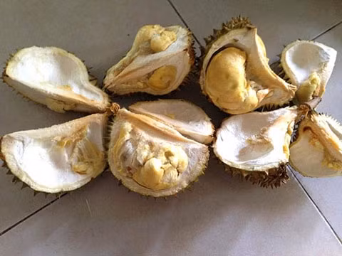 Những trái sầu riêng non bị ép chín bằng hóa chất thường chỉ có vài múi lép, nhạt thếch, thậm chí không ăn được. Ảnh: NLĐ