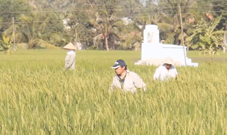 Ông Jiang (trước) và ông Nhu chăm sóc lúa (ảnh chụp ngày 17.2).